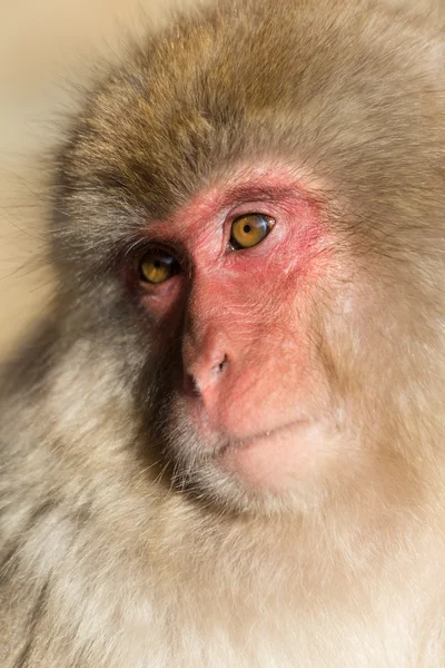 Macaco de neve japonês — Fotografia de Stock