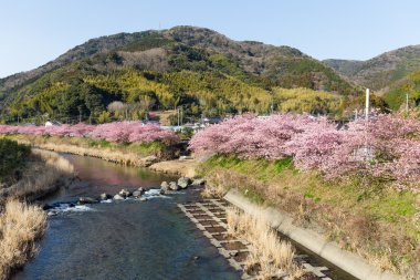 Kawazu sakura ağaçları ile şehir