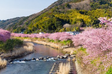 nehir boyunca çiçek açan sakura ağaçlar
