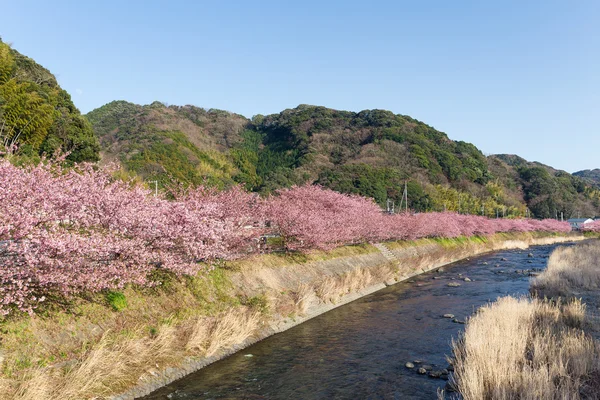 Blooming sakura trees along river — Stock Photo, Image