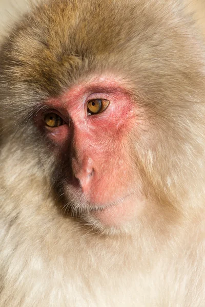 Macaco de neve japonês — Fotografia de Stock