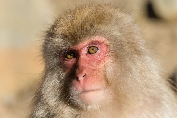 Macaco de neve japonês — Fotografia de Stock