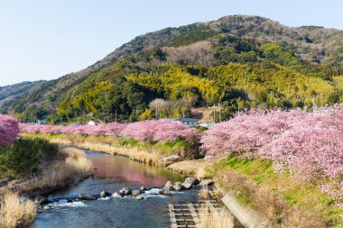 nehir boyunca çiçek açan sakura ağaçlar