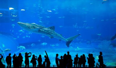 Oceanarium insanlar ve dev balina köpekbalığı