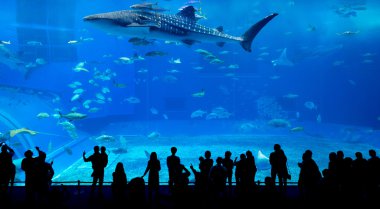 Oceanarium insanlar ve dev balina köpekbalığı