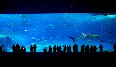 Oceanarium insanlar ve dev balina köpekbalığı