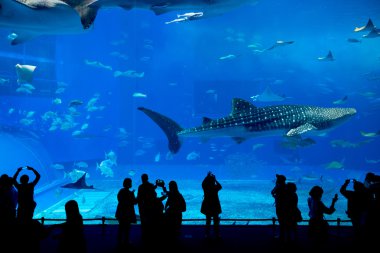Oceanarium insanlar ve dev balina köpekbalığı