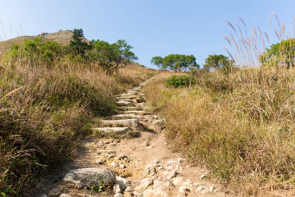 Camino de campo en bosque de montaña — Foto de Stock