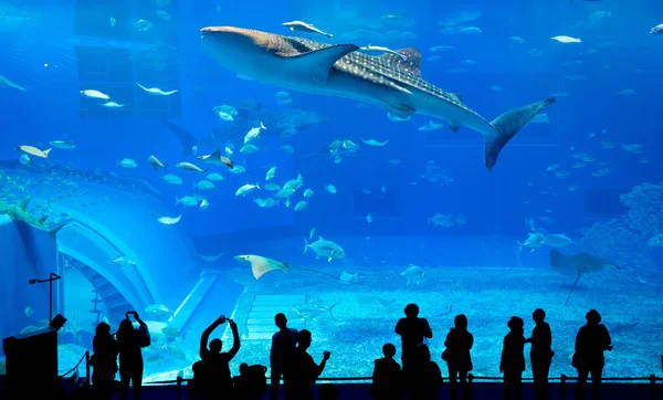 People and giant whale shark in oceanarium — Stock Photo, Image