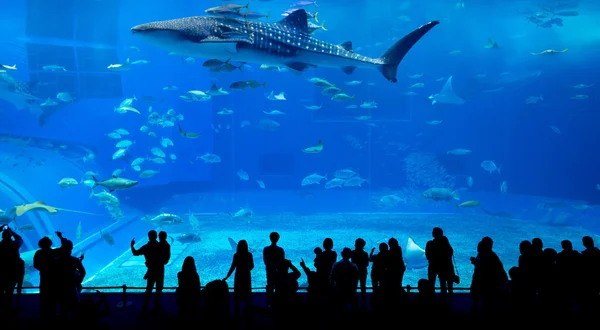 People and giant whale shark in oceanarium — Stock Photo, Image