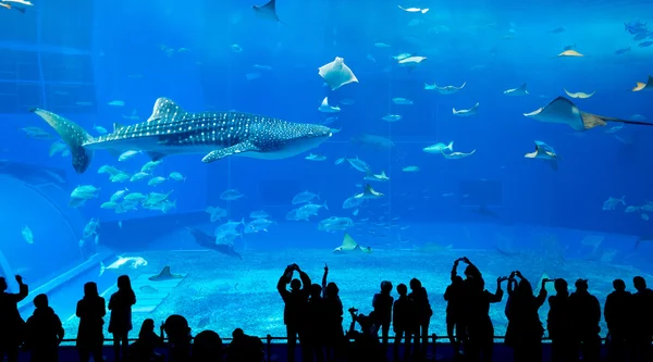 Pessoas e tubarão-baleia gigante no Oceanário — Fotografia de Stock