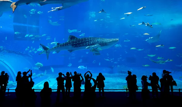 해양 수족관에서 사람들 및 거 대 한 고래 상어 — 스톡 사진