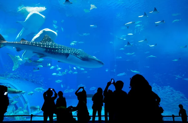 Mensen en reus walvishaai in Oceanarium — Stockfoto