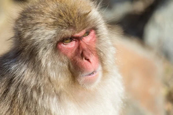 Japanese snow monkey — Stock Photo, Image