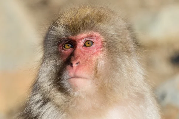 Macaco de neve japonês — Fotografia de Stock