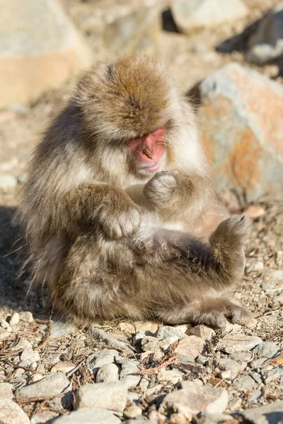 Adorável macaco em pedras de pedra — Fotografia de Stock