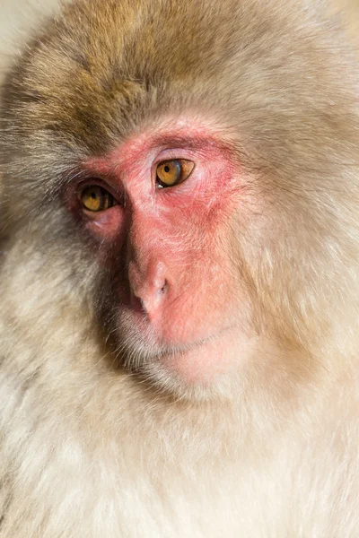 Macaco de neve japonês — Fotografia de Stock