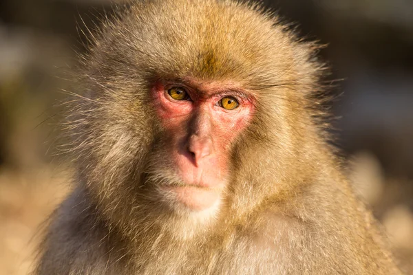 Macaco de neve japonês — Fotografia de Stock