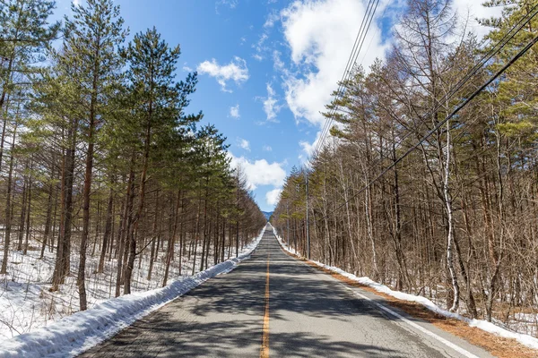 Weg langs winter forest — Stockfoto