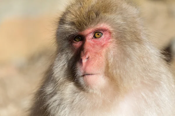 Macaco de neve japonês — Fotografia de Stock