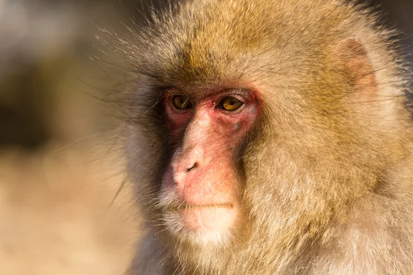 Macaco de neve japonês — Fotografia de Stock