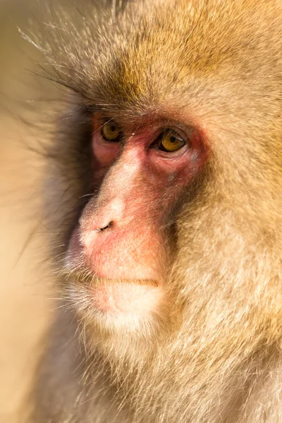 Macaco de neve japonês — Fotografia de Stock