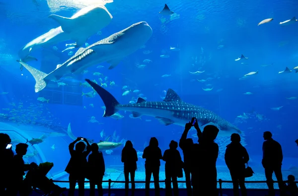 Mensen kijken vissen in aquarium — Stockfoto