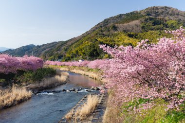 nehir boyunca çiçek açan sakura ağaçlar