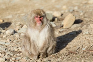 Japon kar maymun