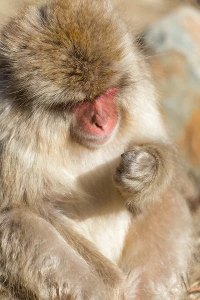 Macaco de neve japonês — Fotografia de Stock