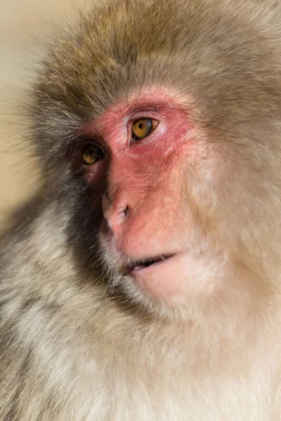 Macaco de neve japonês — Fotografia de Stock