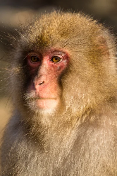 Macaco de neve japonês — Fotografia de Stock