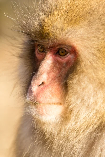 Macaco de neve japonês — Fotografia de Stock