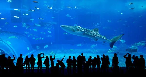 Aquarium d'Okinawa Churaumi — Photo