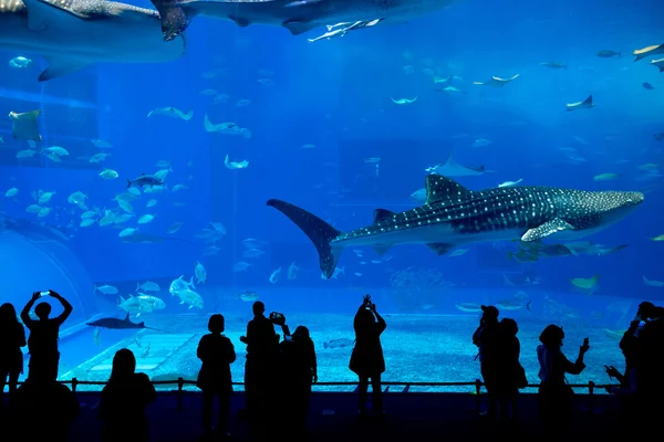 Gente viendo peces en el acuario —  Fotos de Stock