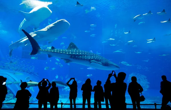 Persone che guardano i pesci in acquario — Foto Stock