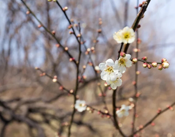 Bloeiende pruim bloemen — Stockfoto