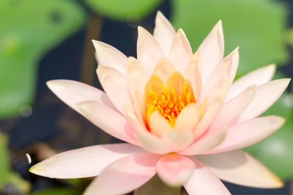 Close Beautiful Pink Waterlily Flower — Stock Photo, Image