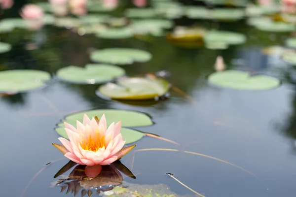 Beautiful pink waterlily flower — Stock Photo, Image