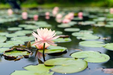 güzel pembe nilüfer çiçek