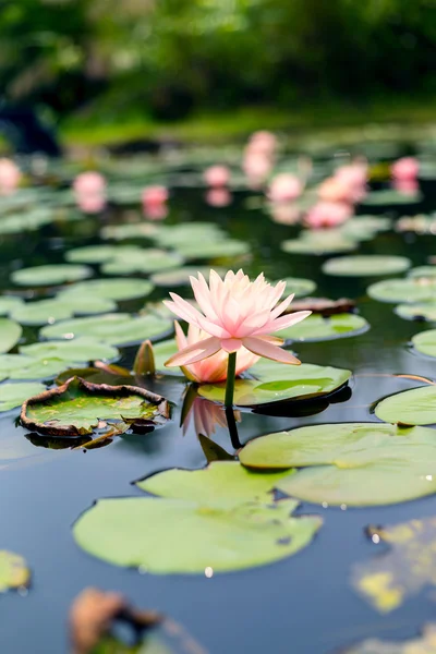 Plantas de flor de lótus na água — Fotografia de Stock