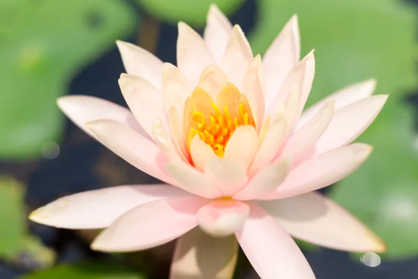 Water Lily in river water — Stock Photo, Image