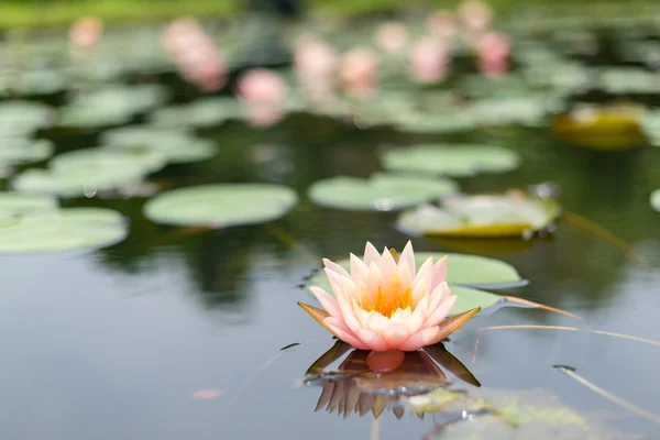 Hermoso loto en la naturaleza —  Fotos de Stock