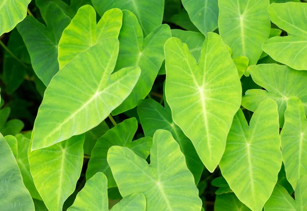 ᐈ Texturas artificiales imágenes de stock, fotos textura artificial