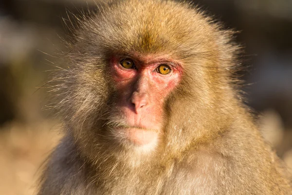 Macaco de neve japonês — Fotografia de Stock