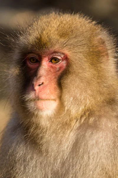 Macaco de neve japonês — Fotografia de Stock