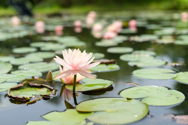 Näckrosor i flodvatten — Stockfoto