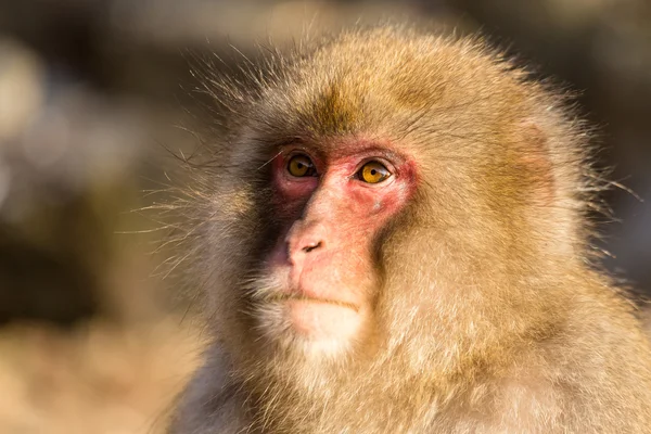 Macaco de neve japonês — Fotografia de Stock