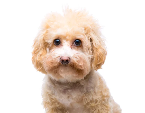 Cão poodle isolado — Fotografia de Stock