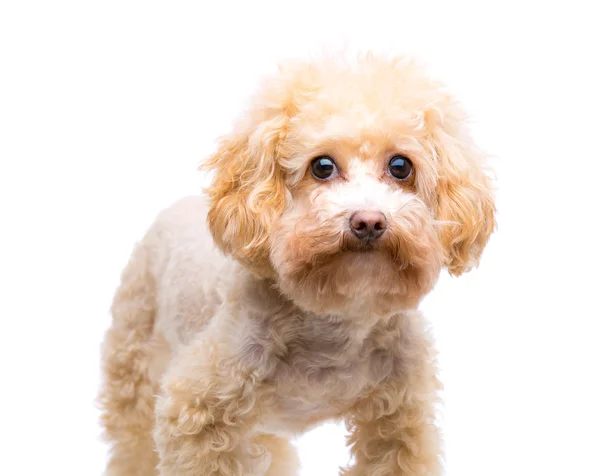 Cachorrinho poodle isolado — Fotografia de Stock